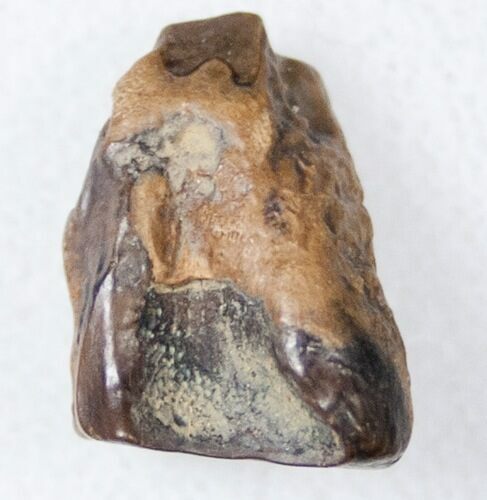 Ceratopsid Dinosaur Tooth - Judith River #17650